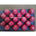 Common Cultivation Type and Pome Fruit Product Type fresh apple fruit for sale